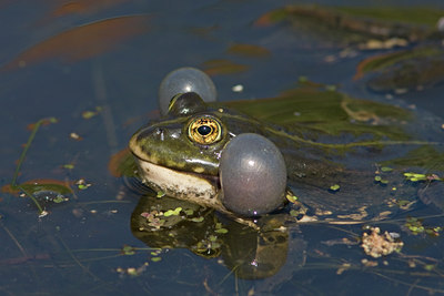 BUITEN BEELD Foto: 55921