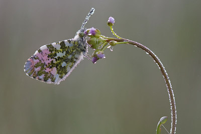 BUITEN BEELD Foto: 55926