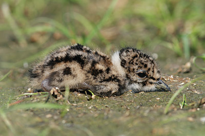 BUITEN BEELD Foto: 55928