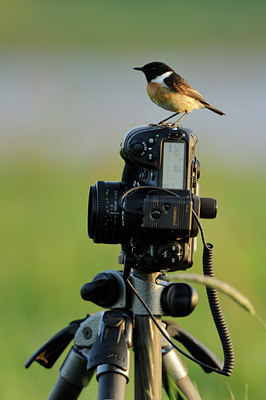 BUITEN BEELD Foto: 55930