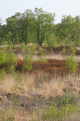 BUITEN BEELD Foto: 55931