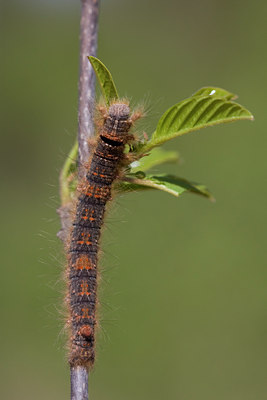 BUITEN BEELD Foto: 55950
