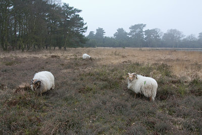 BUITEN BEELD Foto: 55961