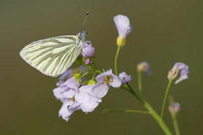 BUITEN BEELD Foto: 55963