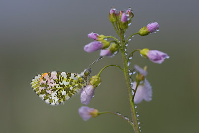 BUITEN BEELD Foto: 55969