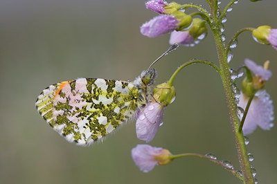 BUITEN BEELD Foto: 55970