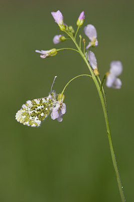 BUITEN BEELD Foto: 55972