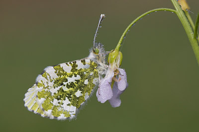 BUITEN BEELD Foto: 55973