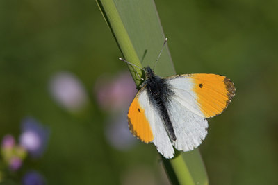 BUITEN BEELD Foto: 55976