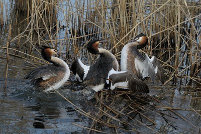 BUITEN BEELD Foto: 55984