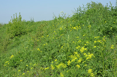 BUITEN BEELD Foto: 55994