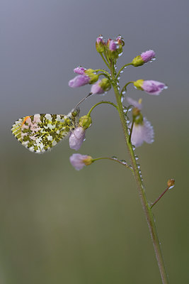 BUITEN BEELD Foto: 55998