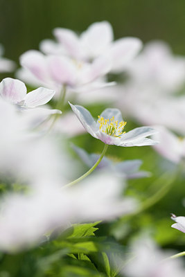 BUITEN BEELD Foto: 56002