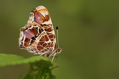 BUITEN BEELD Foto: 56003