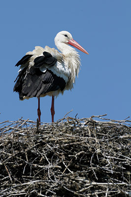 BUITEN BEELD Foto: 56005