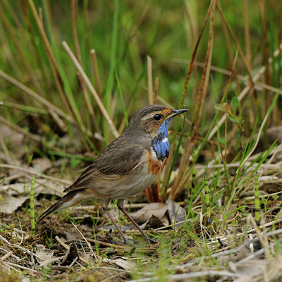 BUITEN BEELD Foto: 56015