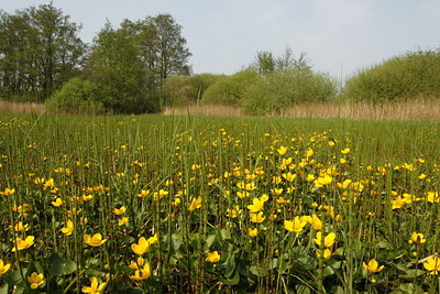 BUITEN BEELD Foto: 56021