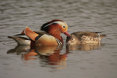 BUITEN BEELD Foto: 56062