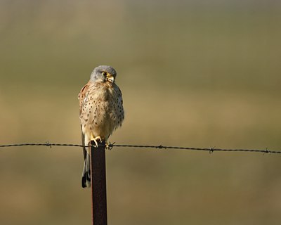 BUITEN BEELD Foto: 56079
