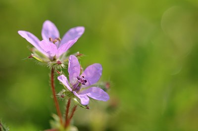 BUITEN BEELD Foto: 56105