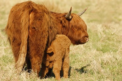 BUITEN BEELD Foto: 56124