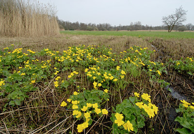 BUITEN BEELD Foto: 56131