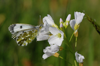 BUITEN BEELD Foto: 56136