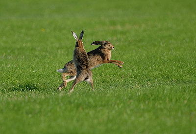 BUITEN BEELD Foto: 56138