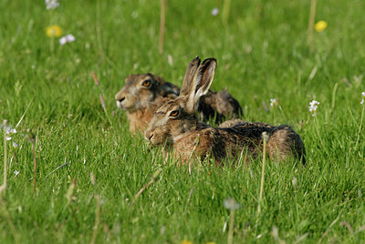 BUITEN BEELD Foto: 56139