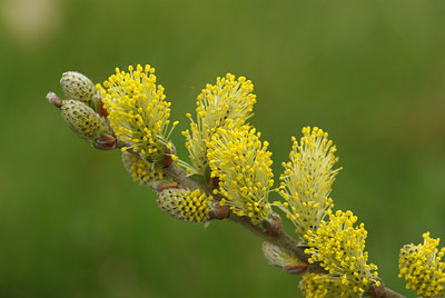 BUITEN BEELD Foto: 56143