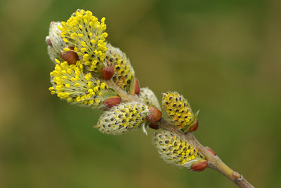 BUITEN BEELD Foto: 56145