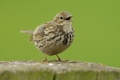 BUITEN BEELD Foto: 56146