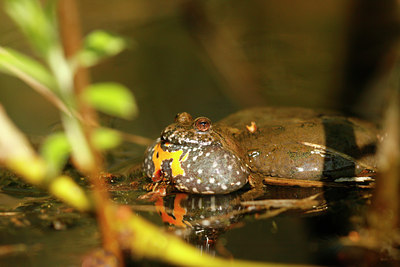 BUITEN BEELD Foto: 56153