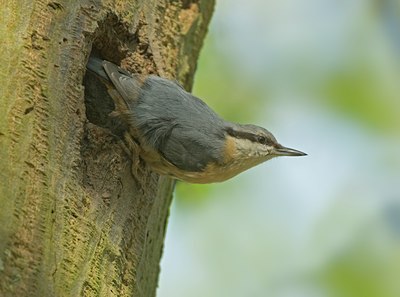 BUITEN BEELD Foto: 56194