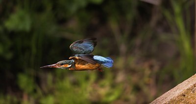 BUITEN BEELD Foto: 56228