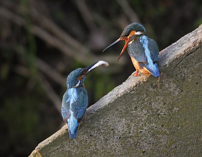 BUITEN BEELD Foto: 56231
