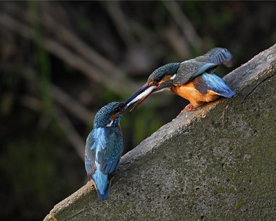 BUITEN BEELD Foto: 56232