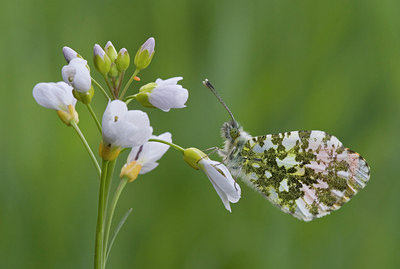 BUITEN BEELD Foto: 56265