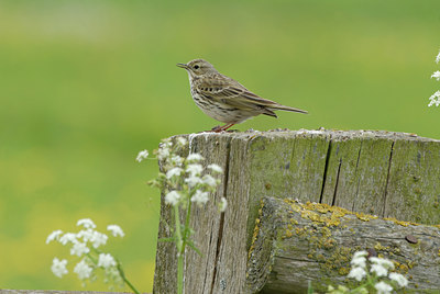 BUITEN BEELD Foto: 56274