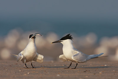 BUITEN BEELD Foto: 56278