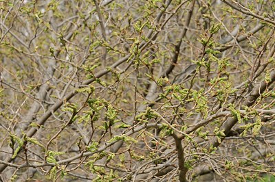 BUITEN BEELD Foto: 56285