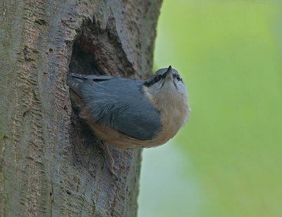 BUITEN BEELD Foto: 56292