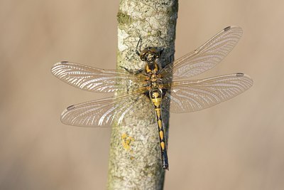 BUITEN BEELD Foto: 56300