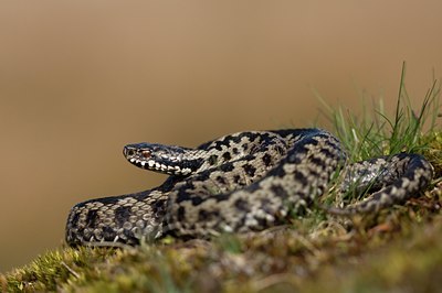 BUITEN BEELD Foto: 56305