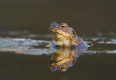 BUITEN BEELD Foto: 56310