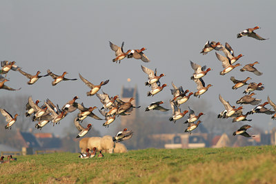 BUITEN BEELD Foto: 56326