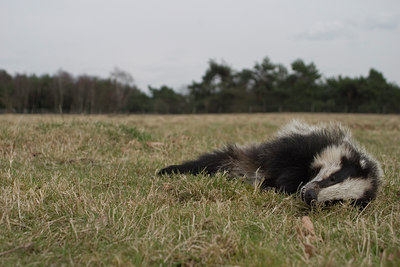 BUITEN BEELD Foto: 56341