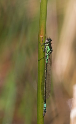 BUITEN BEELD Foto: 56343