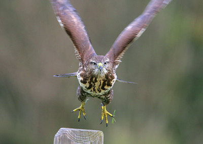 BUITEN BEELD Foto: 56344