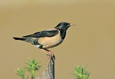 BUITEN BEELD Foto: 56351